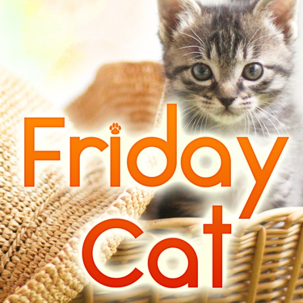 Friday Cat